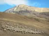 Route du col de Sarenne - Oisans : vue sur un troupeau de mouton dans un alpage