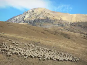 Route du col de Sarenne - Oisans : vue sur un troupeau de mouton dans un alpage
