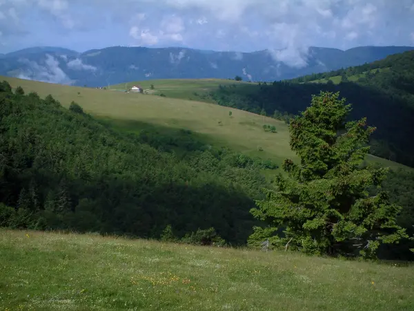 Route des Crêtes - Collines et montagnes avec des arbres et des pâturages (Parc Naturel Régional des Ballons des Vosges)