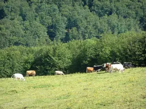 Route des Crêtes - Pâturage d'altitude (hautes chaumes) avec des vaches, forêt en arrière-plan (Parc Naturel Régional des Ballons des Vosges)