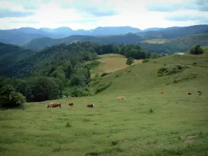Route des Crêtes - Pâturage d'altitude (hautes chaumes) avec des vaches, forêts et collines en arrière-plan (Parc Naturel Régional des Ballons des Vosges)