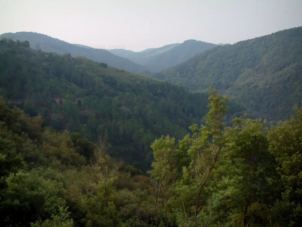 La Route du Mimosa - Massif du Tanneron: Arbres en premier plan et collines recouvertes de forêts