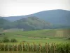 Route des Vins - Champs de vignes et collines recouvertes de forêts