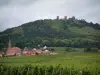 La route des Vins d'Alsace - Route des Vins: Champ de vigne, village alsacien et donjons d'Eguisheim (route des cinq châteaux) perchés sur une petite colline