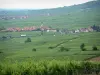La route des Vins d'Alsace - Route des Vins: Villages entourés de champs de vigne