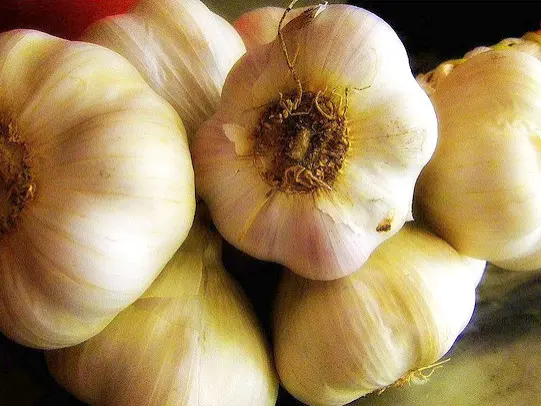 Roze knoflook uitBillom - Gids voor gastronomie, vrijetijdsbesteding & weekend in de Puy-de-Dôme