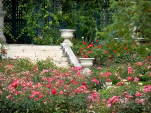 Rozentuin van Val-de-Marne - Bloeiende rozen