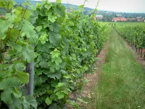 Ruta de los Vinos - Camino a través de los viñedos y casas en un pueblo en el fondo