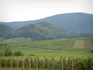 Ruta de los Vinos - Viñedos y colinas cubiertas de bosques