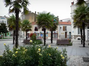 Les Sables-d'Olonne - Place agrémentée de rosiers (roses), de palmiers et de bancs, et maisons du centre ville