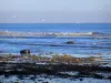 Saint-Aubin-sur-Mer - Côte de Nacre : plage, mer (la Manche) et oiseaux marins en plein vol