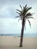 Saint-Cyprien - , Spiaggia di sabbia palme e il mare Mediterraneo