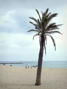 Saint-Cyprien - Palm tree, sandy beach and Mediterranean sea