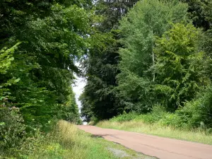 Saint-Gobain forest - Forest road lined with trees