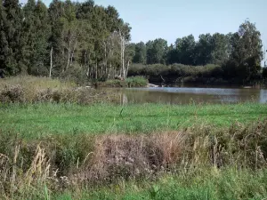 Saint-Gond marsh - Vegetation and trees along the water