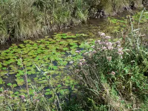 Saint-Gond marsh - Vegetation along the water, water lilies
