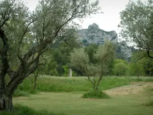 Saint-Rémy-de-Provence - Wiese mit Olivenbäumen und Hügel im Hintergrund