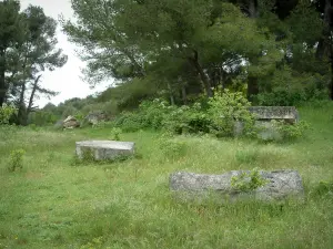 Saint-Rémy-de-Provence - Gräser, grosse Steine und Bäume