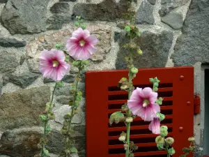 Saint-Suliac - Trémières rose (Alcea rosea flowers), red shutter and stone facade of a house