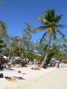 Sainte-Anne - Los turistas que se sientan en la playa de la Villa plantados cocoteros y uvas de mar