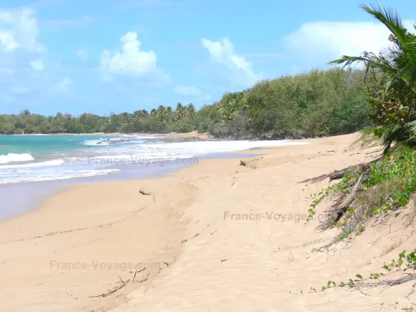 Sainte-Rose - Strand Clugny mit blondem Sand und Wellen des Meeres der Karibik; auf der Insel Basse-Terre