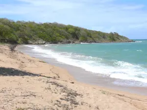 Sainte-Rose - Goldfarbener Sand des Strandes Amandiers und Meer der Karibik