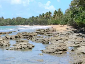 Sainte-Rose - Felsgestein und blonder Sand des Strandes Clugny gesäumt von Grün