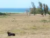 Sainte-Rose - Weide bestreut mit Kühen, mit Blick auf das Meer