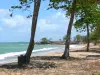 Sainte-Rose - Amandiers beach shaded by trees