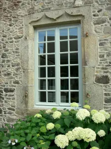 Sainte-Suzanne - Hydrangeas debajo de una ventana