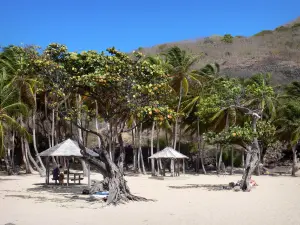 Les Saintes - Raisiniers, kokos en carbets van Pompierre strand, op het eiland van Terre -de - Haut