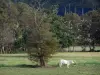 Saire valley - Cow in a meadow and trees, in the Cotentin peninsula