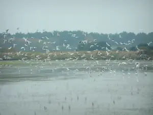 Saline di Guérande - Uccelli in volo, corpo pieno di acqua e vegetazione