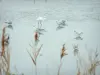 Saline di Guérande - Reeds in primo piano e gli uccelli