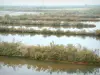 Saline di Guérande - Bacini e vegetazione