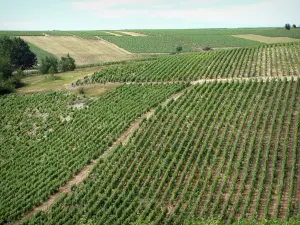 Sancerre vineyards - Hills covered with vines (Sancerrois)