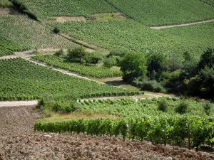 Sancerre vineyards - Vineyards and trees (Sancerrois)