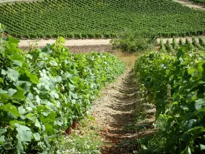 Sancerre vineyards - Vineyards (Sancerrois)