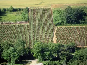 Sancerre vineyards - Trees and hill covered with vines (Sancerrois)