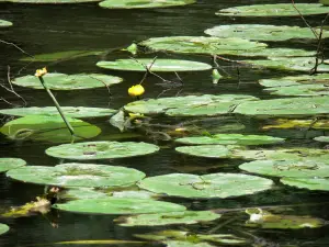 Sarthe valley - Water lilies floating on the water of River Sarthe