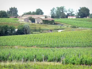 Sauternes - Vignes de Sauternes, dans le vignoble bordelais