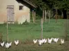 Savoyard Bresse - Bresse chicken in a meadow