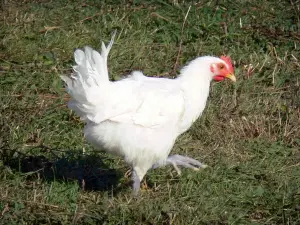 Savoyard Bresse - Bresse poultry: Bresse chicken with white feathers 