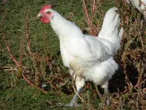 Savoyard Bresse - Bresse poultry: Bresse chicken with white feathers