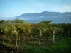 Savoyischer Weinanbau - Rebstöcke im Herbst, Hütte, See Bourget und Massiv Bauges im Hintergrund