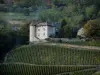 Savoyischer Weinanbau - Rebstöcke, Schloß und Wald