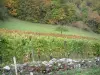Savoyischer Weinanbau - Rebstöcke und Bäume im Herbst