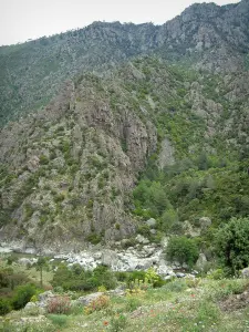 Scala di Santa Regina - Gorges : fleurs sauvages, végétation et paroi rocheuse de granit dominant le torrent (rivière) le Golo