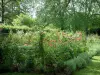 Schloß von Ainay-le-Vieil - Garten: alte Rosensorte des Rosengartens