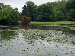 Schloß Azay-le-Rideau - Park des Schlosses: Fluss (Indre) mit Seerosen, Rasen und Bäume